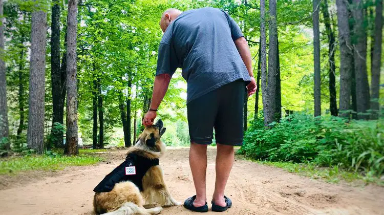 PTSD service dog walking with man in the woods