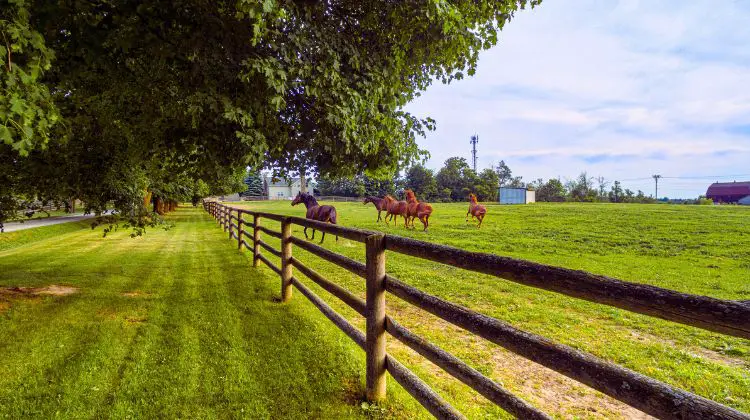 horse farm