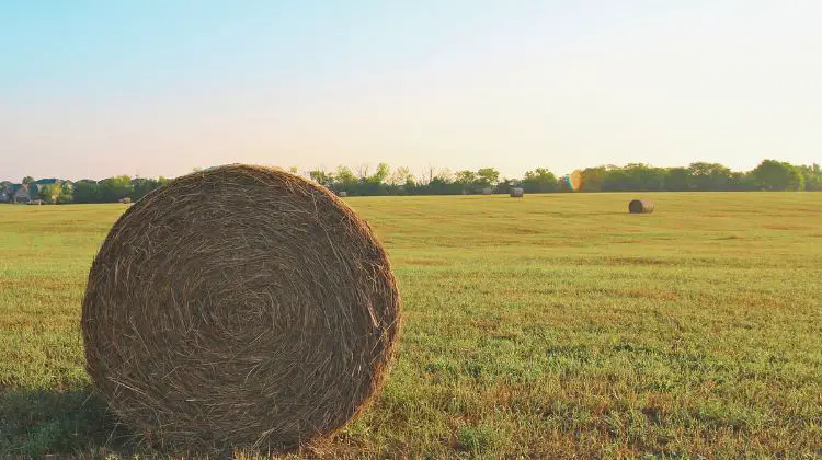 farm with hay bale